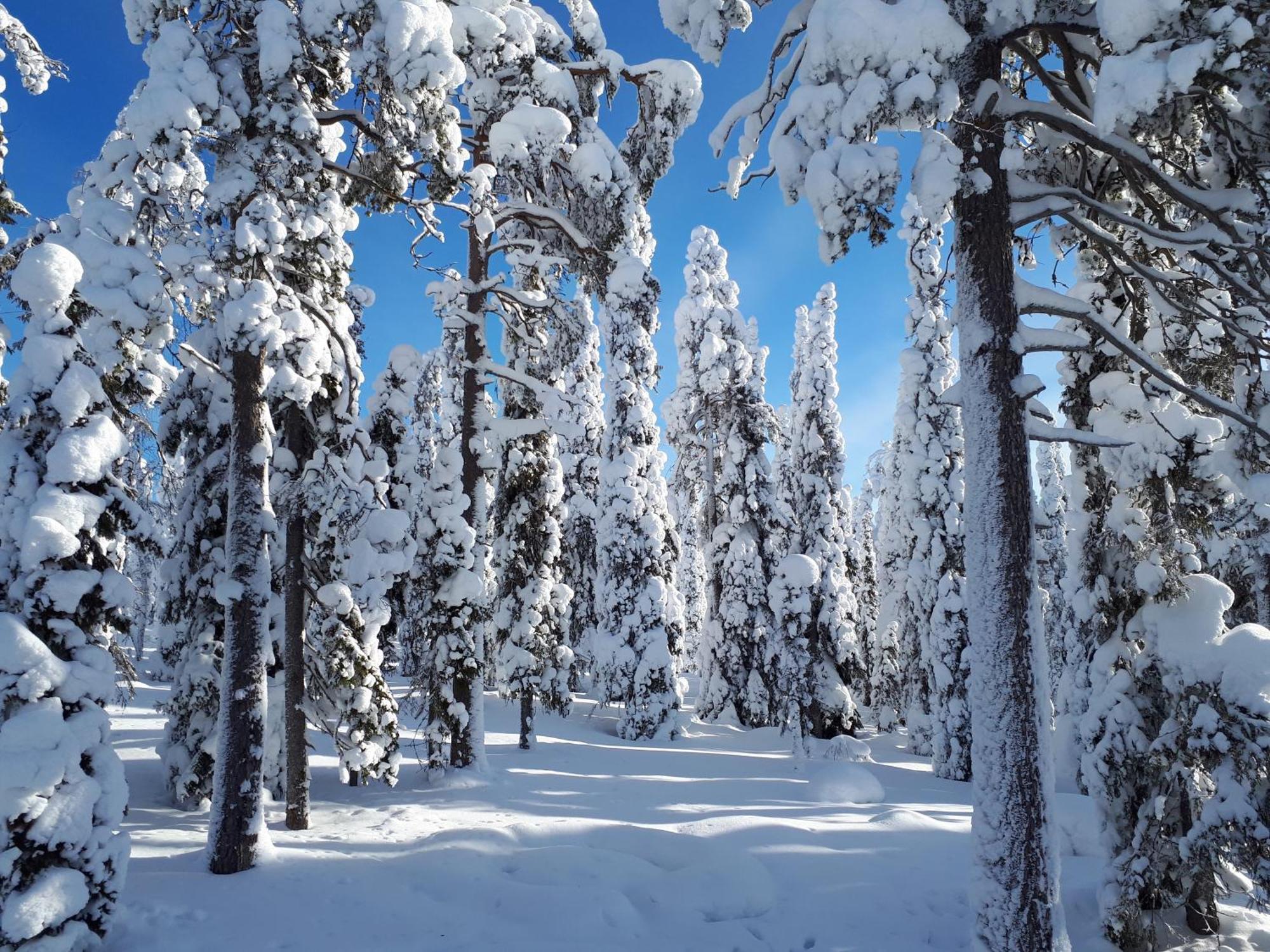 Hietavilla Borealis Ruka Luaran gambar